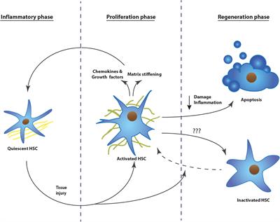 P311, Friend, or Foe of Tissue Fibrosis?